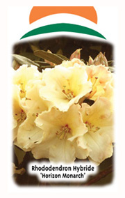 Wuloplant: specialiteit Rhododendron