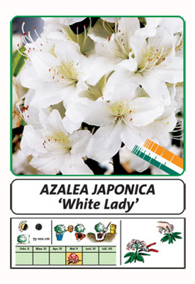 Wuloplant: specialiteit Rhododendron