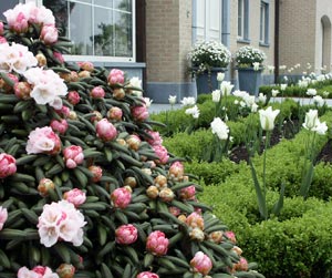 Wuloplant: specialiteit Rhododendron