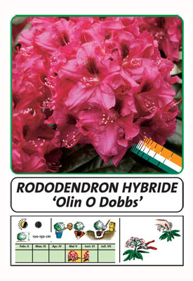 Wuloplant: specialiteit Rhododendron