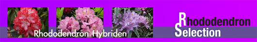 Wuloplant: specialiteit Rhododendron